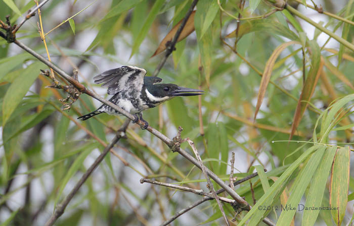 Green Kingfisher (Chloroceryle americana) photo image