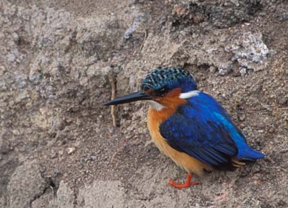 Malagasy Kingfisher (Corythornis vintsioides) photo image