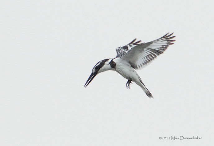 Pied Kingfisher (Ceryle rudis) photo image