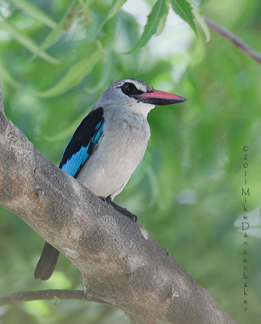 Woodland Kingfisher (Halcyon senegalensis) photo image