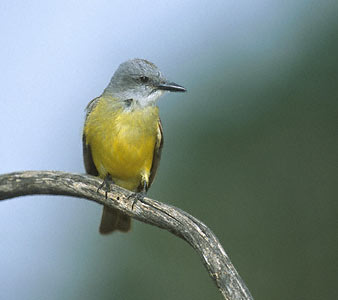 Couch's Kingbird (Tyrannus couchii) photo image