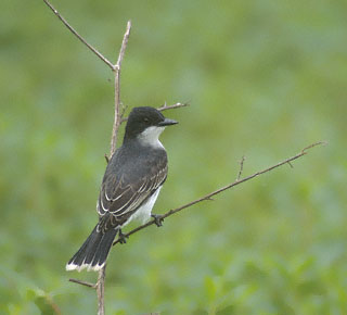 Eastern Kingbird (Tyrannus tyrannus) photo image