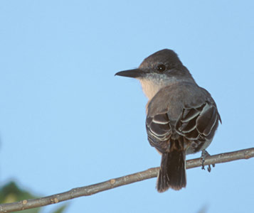Loggerhead Kingbird (Tyrannus caudifasciatus) photo image