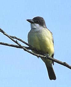 Thick-billed Kingbird (Tyrannus crassirostris) photo image