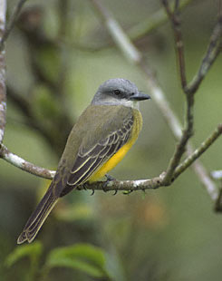 Tropical Kingbird (Tyrannus melancholicus) photo image