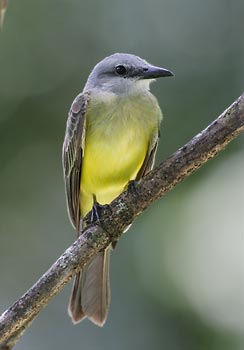 Tropical Kingbird (Tyrannus melancholicus) photo image