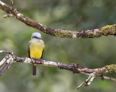 Tropical Kingbird (Tyrannus melancholicus) photo image