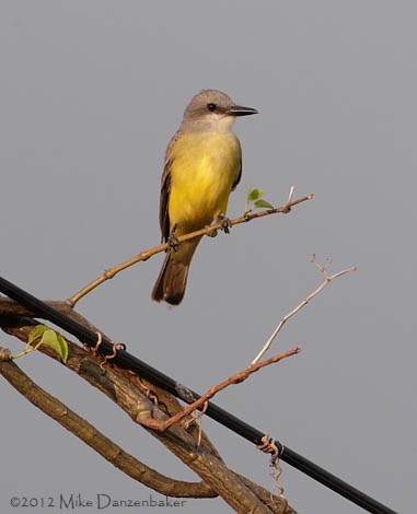 Tropical Kingbird (Tyrannus melancholicus) photo