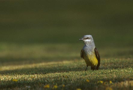 Western Kingbird (Tyrannus verticalis) photo image