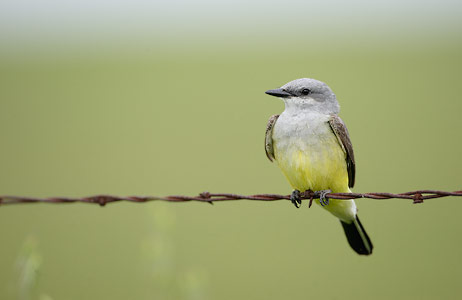 Western Kingbird (Tyrannus verticalis) photo image