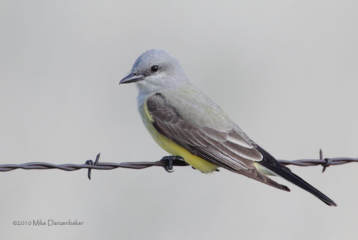 Western Kingbird (Tyrannus verticalis) photo image