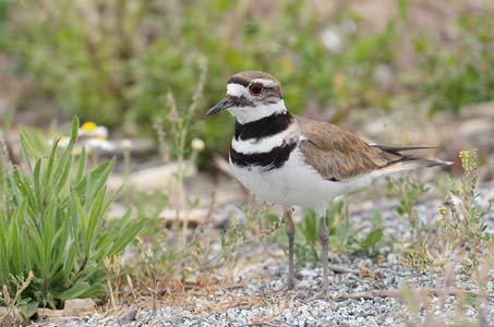 Killdeer (Charadrius vociferus) photo image