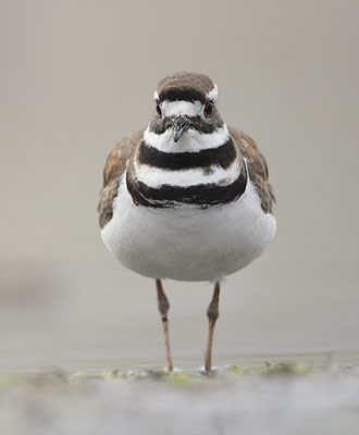 Killdeer (Charadrius vociferus) photo image