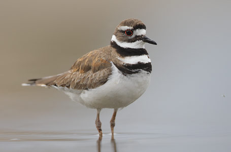 Killdeer (Charadrius vociferus) photo image
