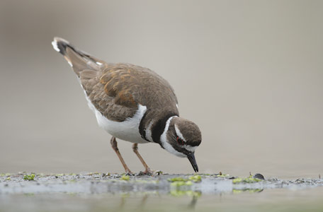 Killdeer (Charadrius vociferus) photo image