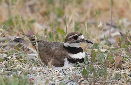 Killdeer (Charadrius vociferus) photo image