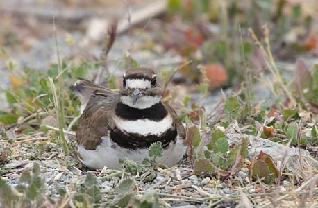 Killdeer (Charadrius vociferus) photo image