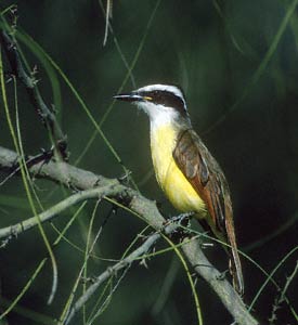 Great Kiskadee (Pitangus sulphuratus) photo image