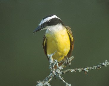 Great Kiskadee (Pitangus sulphuratus) photo image