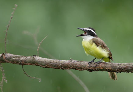 Great Kiskadee (Pitangus sulphuratus) photo image