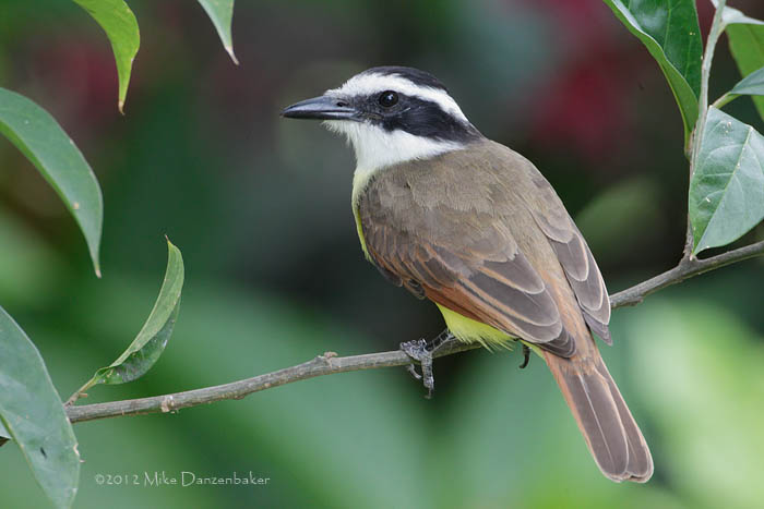 Great Kiskadee (Pitangus sulphuratus) photo image