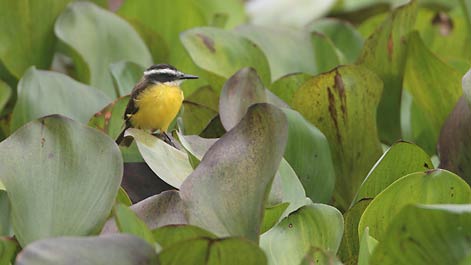Lesser Kiskadee (Philohydor lictor) photo image