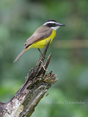 Lesser Kiskadee (Philohydor lictor) photo image