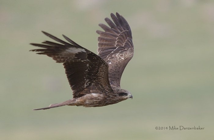 Black-eared Kite (Milvus migrans lineatus) photo image