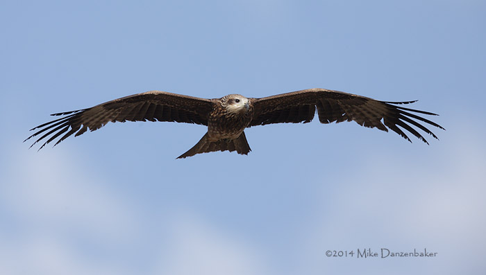 Black-eared Kite (Milvus migrans lineatus) photo image