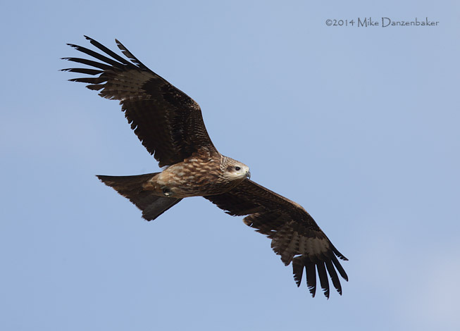 Black-eared Kite (Milvus migrans lineatus) photo image