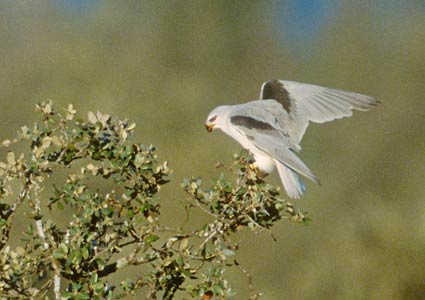 Black-winged Kite (Elanus caeruleus) photo image