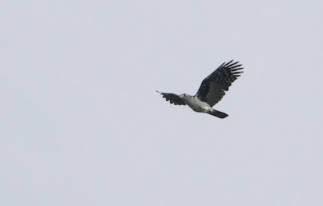 Gray-headed Kite (Leptodon cayanensis) photo