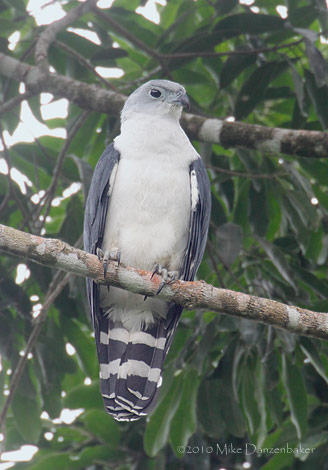 Gray-headed Kite (Leptodon cayanensis) photo
