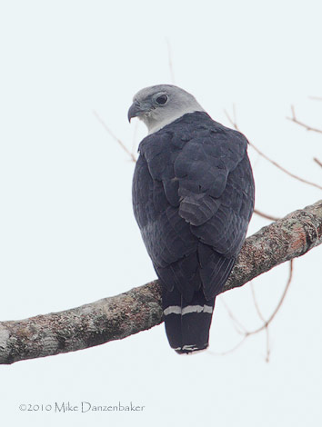 Gray-headed Kite (Leptodon cayanensis) photo