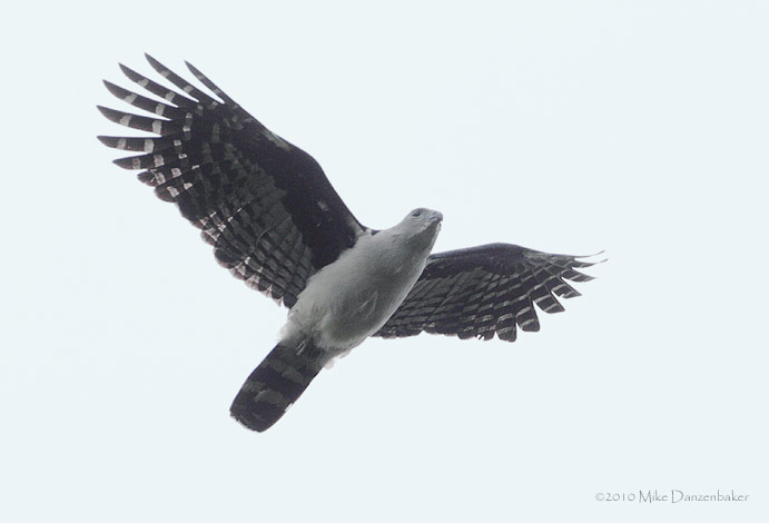 Gray-headed Kite (Leptodon cayanensis) photo