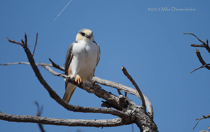Pearl Kite (Gampsonyx swainsonii) photo