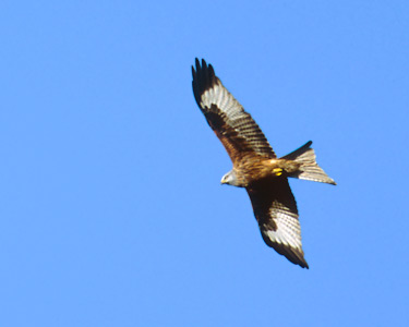 Red Kite (Milvus milvus) photo image