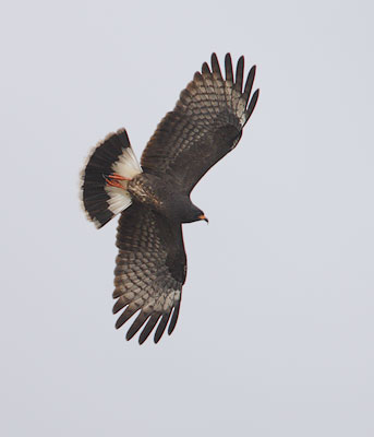 Snail Kite (Rostrhamus sociabilis) photo image