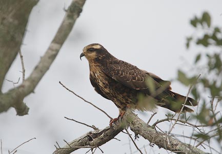 Snail Kite (Rostrhamus sociabilis) photo image