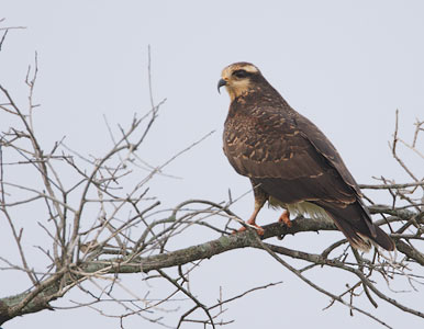 Snail Kite (Rostrhamus sociabilis) photo image