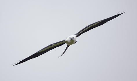 Swallow-tailed Kite (Elanoides forficatus) photo image