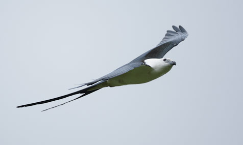 Swallow-tailed Kite (Elanoides forficatus) photo image