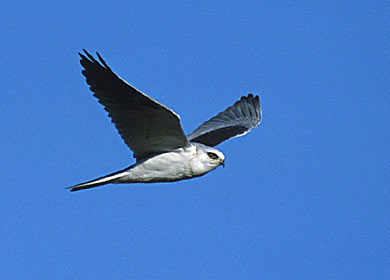 White-tailed Kite (Elanus leucurus) photo image
