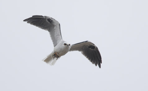 White-tailed Kite (Elanus leucurus) photo