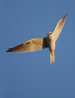 White-tailed Kite (Elanus leucurus) photo