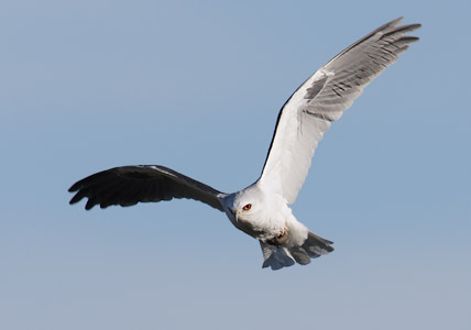 White-tailed Kite (Elanus leucurus) photo image