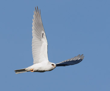 White-tailed Kite (Elanus leucurus) photo