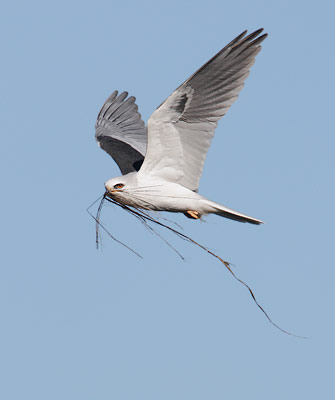 White-tailed Kite (Elanus leucurus) photo image