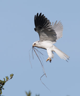 White-tailed Kite (Elanus leucurus) photo image