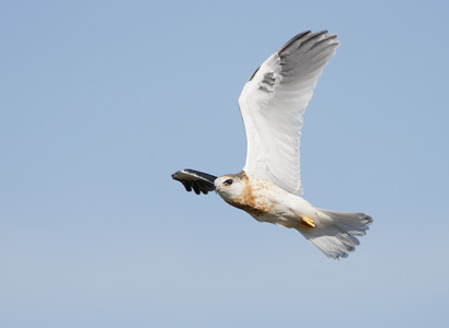 White-tailed Kite (Elanus leucurus) photo